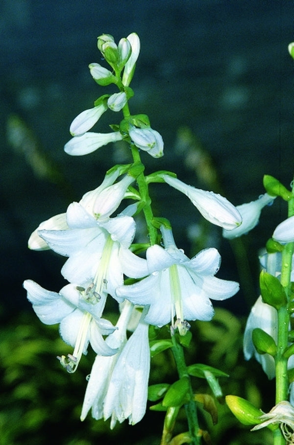 Image of Hosta 'Sombrero'|Juniper Level Botanic Gdn, NC|JLBG