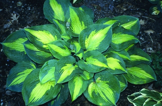 Image of Hosta 'St. Paul'|H. Hansen Gdn, MN|H. Hansen