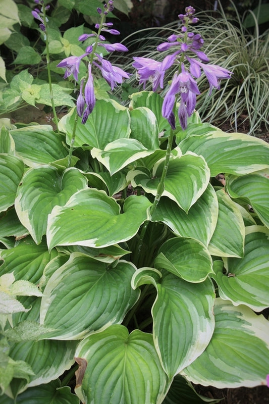 Image of Hosta 'Stargazer'|Juniper Level Botanic Gdn, NC|JLBG