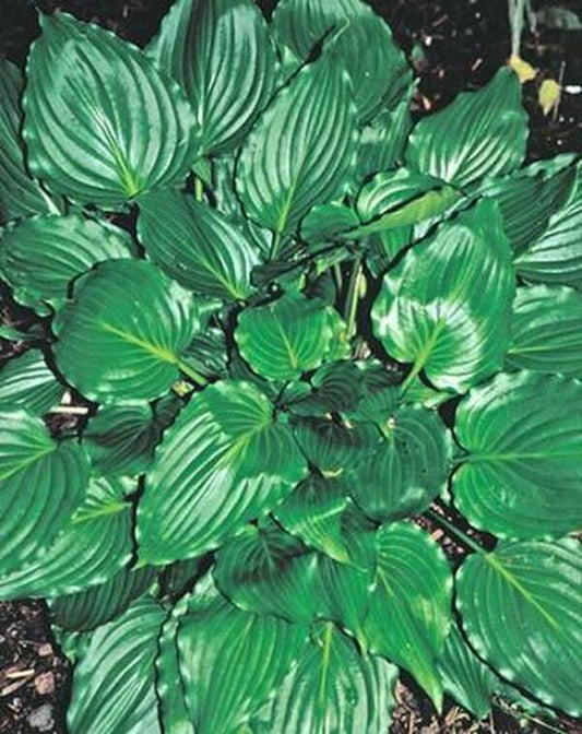Image of Hosta 'Stimulation'|Juniper Level Botanic Gdn, NC|JLBG