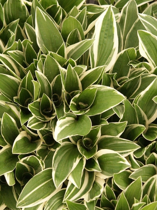 Image of Hosta 'Striker'|Juniper Level Botanic Gdn, NC|JLBG