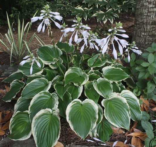 Image of Hosta 'Sugar and Spice'||