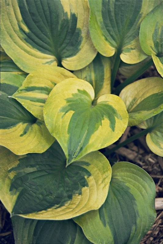 Image of Hosta 'Summer Breeze'|Q & Z Nsy, IL|Q&Z Nursery
