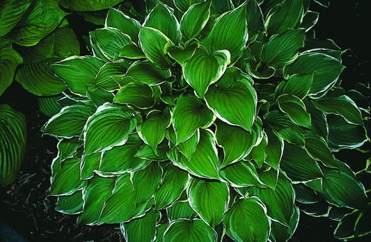 Image of Hosta 'Summer Fragrance'|E. Elslager Gdn, MI|