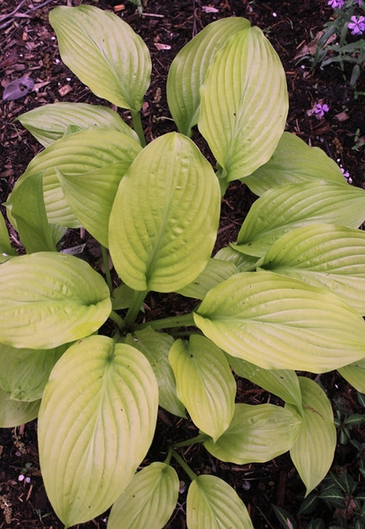 Image of Hosta 'Sunny Side Up'||