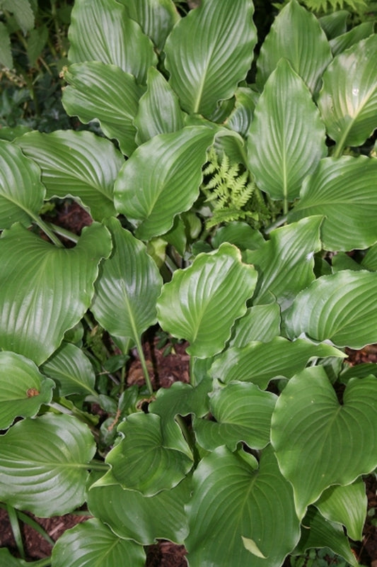Image of Hosta 'Surfer Dude'|Juniper Level Botanic Gdn, NC|JLBG