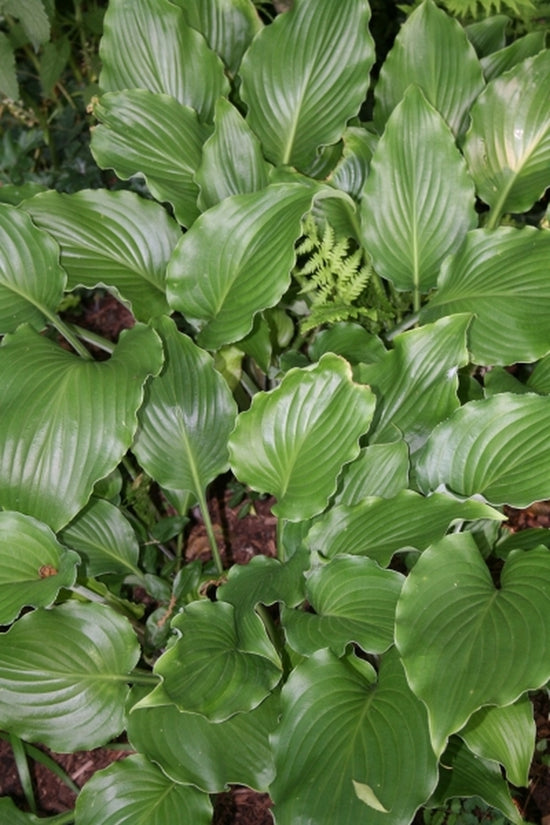 Learn about Hosta 'Surfer Dude' T. Avent NR Perennial Encyclopedia