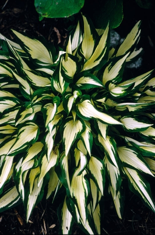 Image of Hosta 'Surprised by Joy'|Juniper Level Botanic Gdn, NC|JLBG