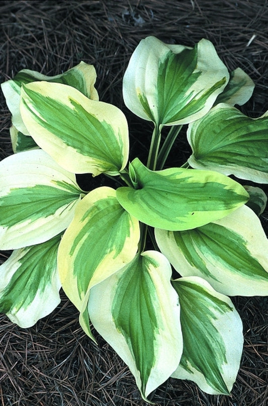 Image of Hosta 'Sweet Innocence' PPAF|Juniper Level Botanic Gdn, NC|JLBG