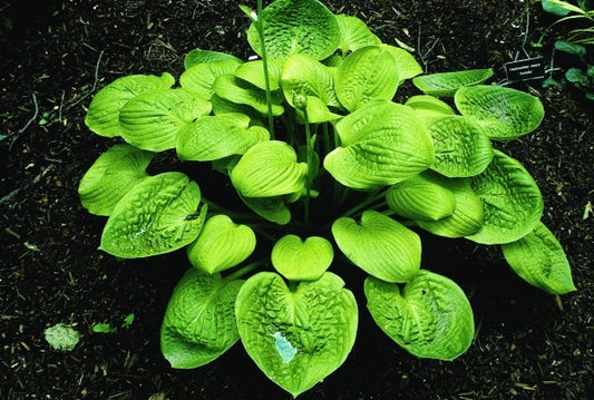 Image of Hosta 'Sweet Sunshine'|H. Hansen Gdn, MN|H. Hansen
