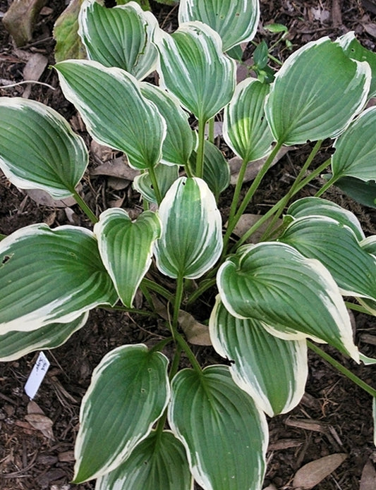 Image of Hosta 'Swinger'|Juniper Level Botanic Gdn, NC|JLBG