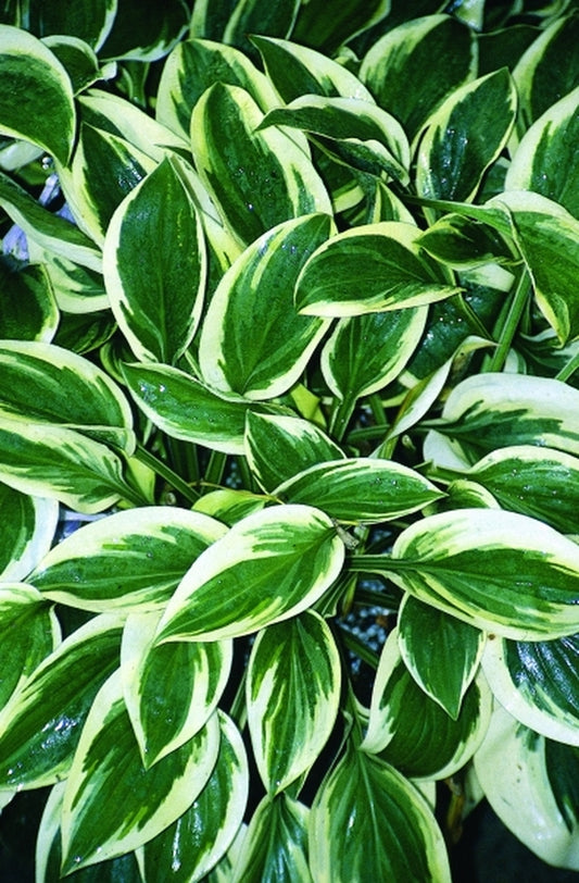 Image of Hosta 'Thumbelina'|Juniper Level Botanic Gdn, NC|JLBG