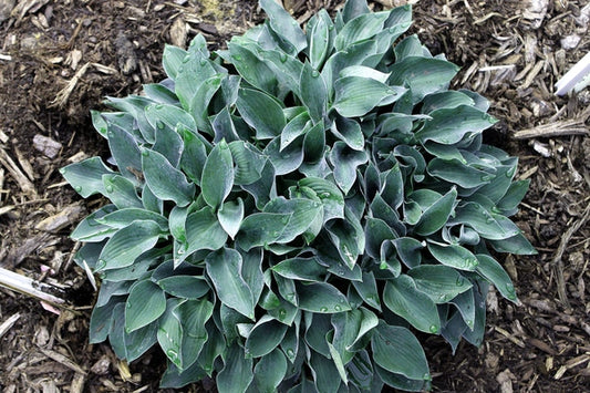 Image of Hosta 'Tiny Gems'|Juniper Level Botanic Gdn, NC|JLBG