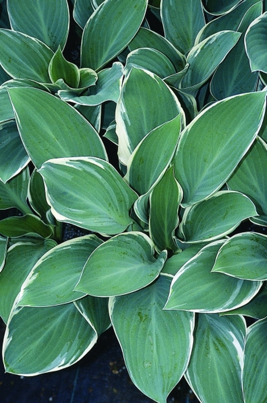 Image of Hosta 'Tom Schmid'|Juniper Level Botanic Gdn, NC|JLBG