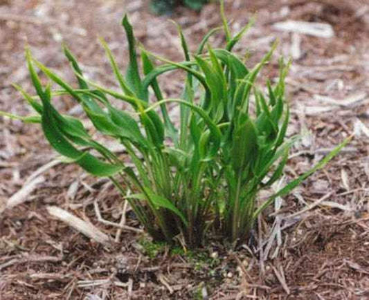 Image of Hosta 'Tortifrons'|K. Walek Gdn, VA|K. Walek