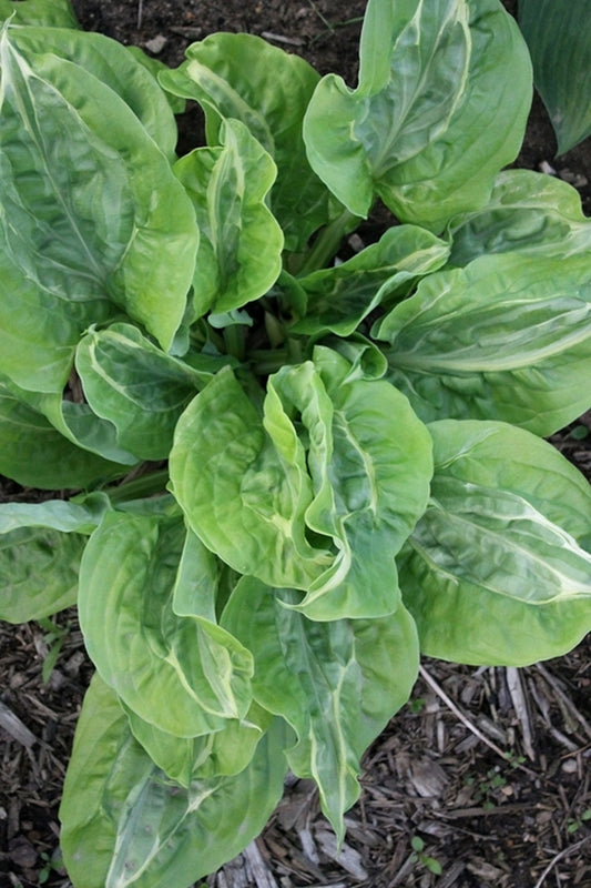 Image of Hosta 'Totally Awe Sum'|Walters Gardens, MI|
