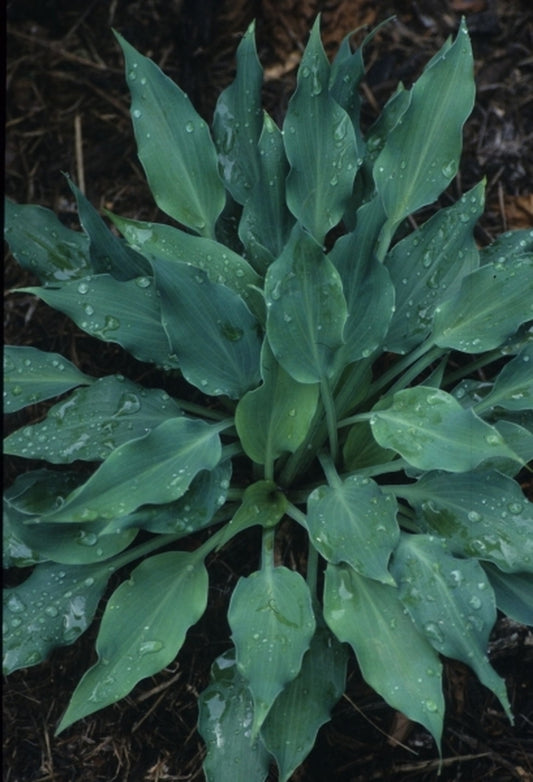 Image of Hosta 'Twilight Time'|Juniper Level Botanic Gdn, NC|JLBG