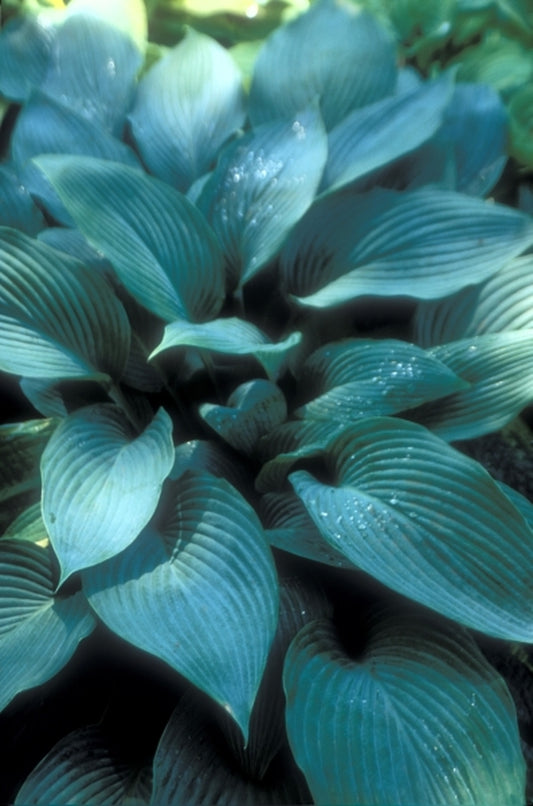 Image of Hosta 'Ultramarine'|A. Wilson Gdn, IA|