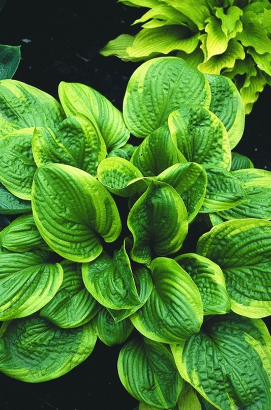 Image of Hosta 'Unforgettable'|H. Gowen Gdn, MN|
