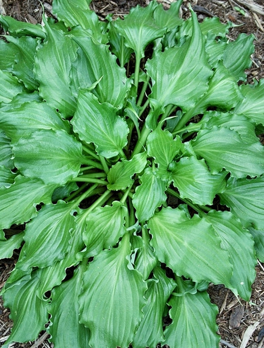 Image of Hosta 'Unruly Child'|Juniper Level Botanic Gdn, NC|JLBG