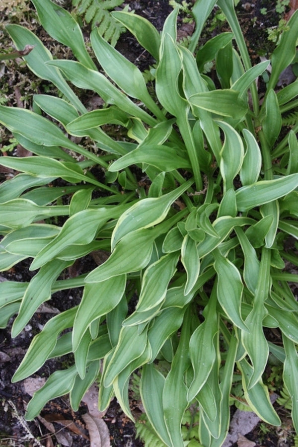 Image of Hosta 'Vera Verde'|Juniper Level Botanic Gdn, NC|JLBG