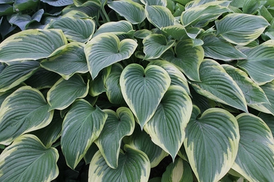 Image of Hosta 'Victory'|Walters Gardens, MI|