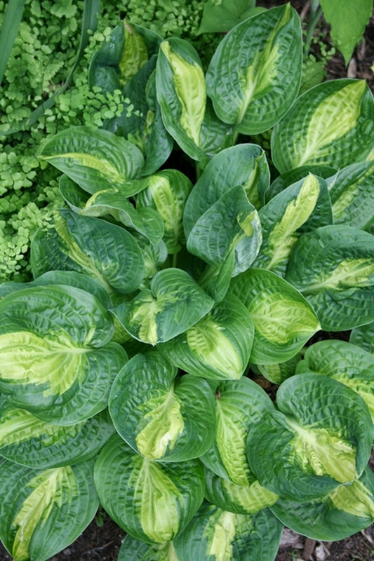 Image of Hosta 'Warwick Comet'||