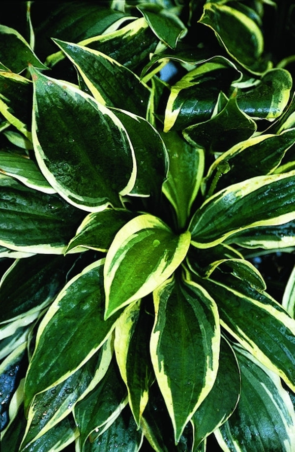 Image of Hosta 'Warwick Sheen'|Juniper Level Botanic Gdn, NC|JLBG