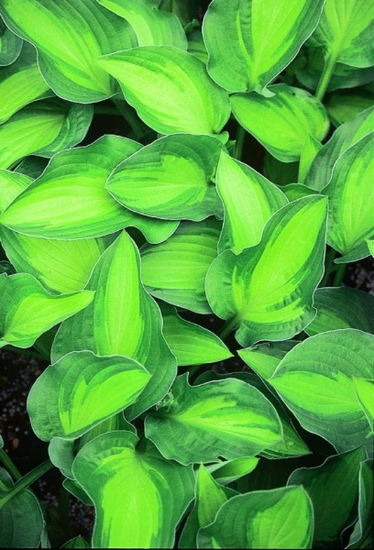 Image of Hosta 'Whirligig'|Juniper Level Botanic Gdn, NC|JLBG
