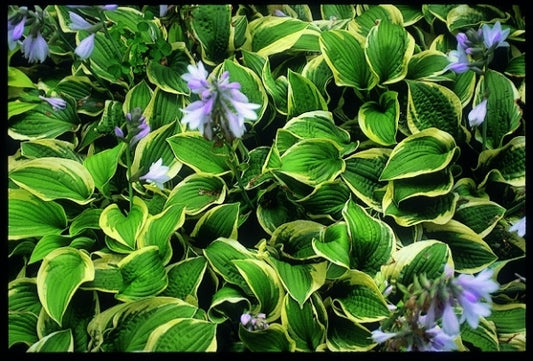 Image of Hosta 'Wide Brim'|Savory Gdn, MN|