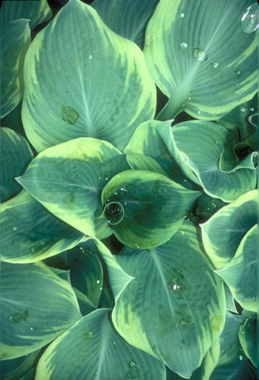 Image of Hosta 'Wooly Mammoth'|Juniper Level Botanic Gdn, NC|JLBG
