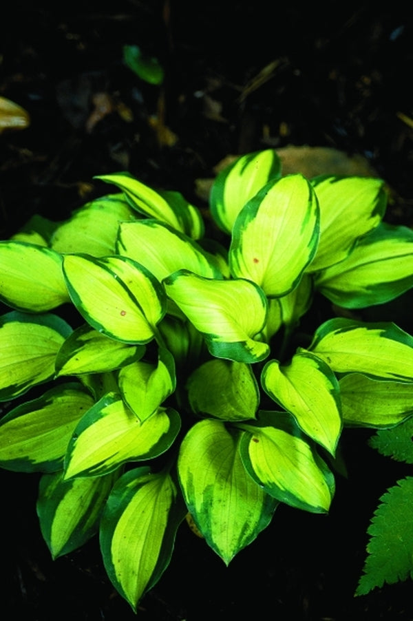 Image of Hosta 'Wylde Green Cream'|Juniper Level Botanic Gdn, NC|JLBG