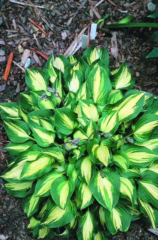 Image of Hosta 'Xanadu'|Juniper Level Botanic Gdn, NC|JLBG