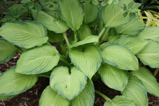 Image of Hosta 'Yesterday's Memories'|Juniper Level Botanic Gdn, NC|JLBG