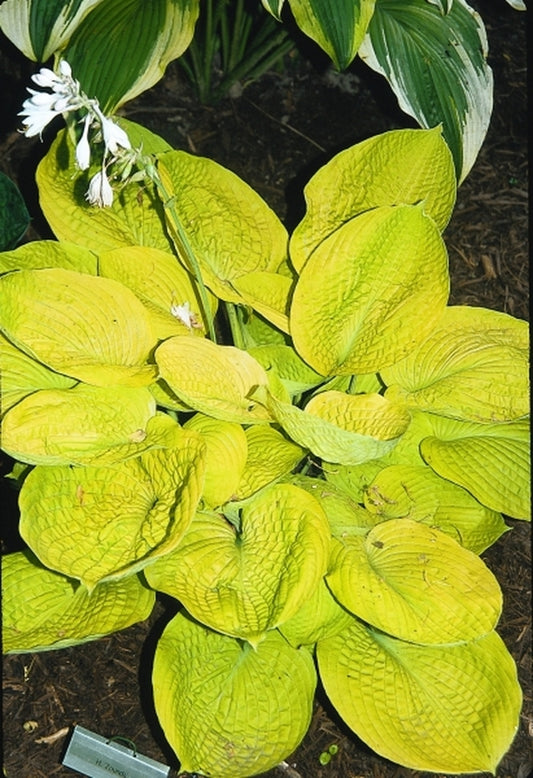 Image of Hosta 'Zounds'|Hammond Gdn, IL|