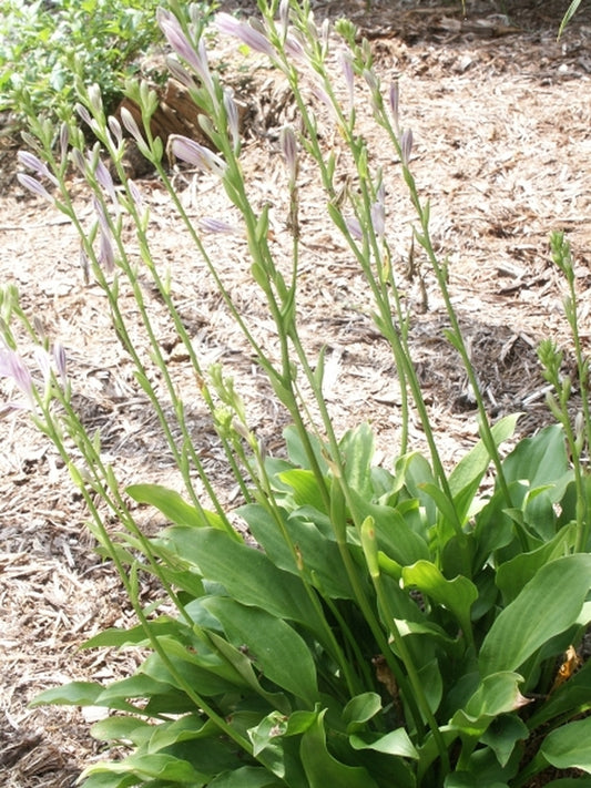 Image of Hosta jonesiitaken at Juniper Level Botanic Gdn, NC by JLBG