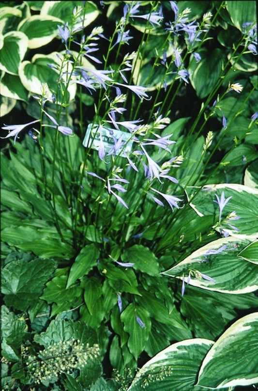 Image of Hosta laevigata|H. Gowen Gdn, MN|