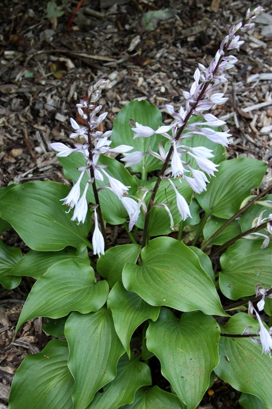 Image of Hosta rupifraga||