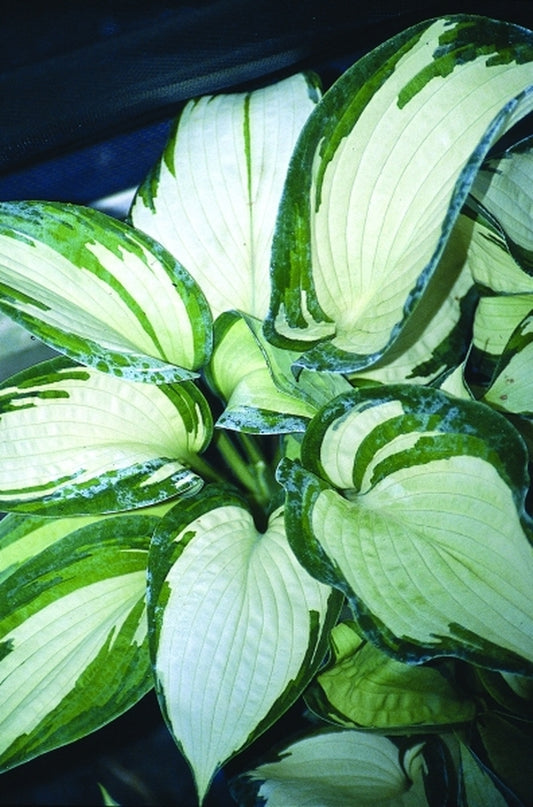 Image of Hosta sieboldiana 'Eskimo Pie' PP 16,290|Juniper Level Botanic Gdn, NC|JLBG