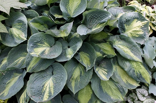 Image of Hosta sieboldiana 'Hudson Bay' PP 23,598|Walters Gardens, MI|