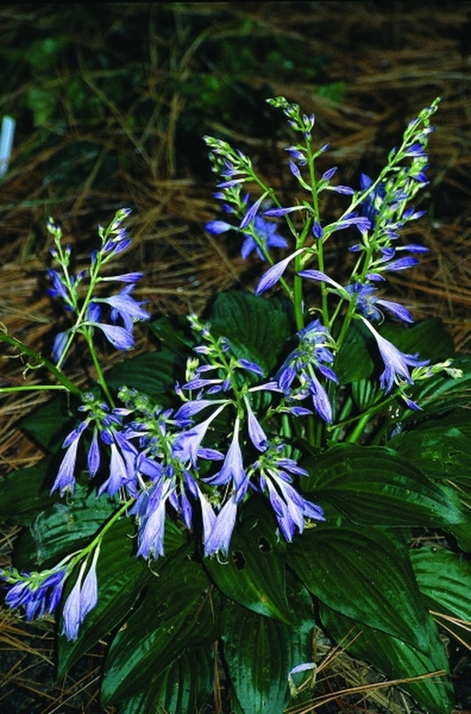 Image of Hosta tibae|Juniper Level Botanic Gdn, NC|JLBG