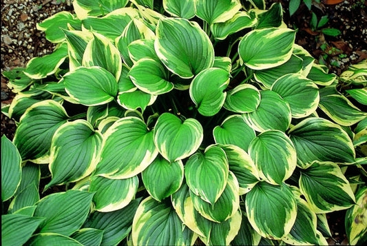 Image of Hosta ventricosa 'Aureomarginata'|J.C. Raulston Arboretum, NC|
