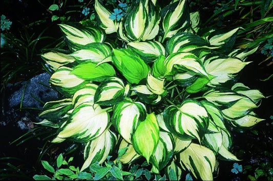Image of Hosta ventricosa 'Flame Stitch'|Juniper Level Botanic Gdn, NC|JLBG