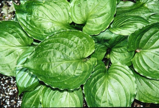 Image of Hosta ventricosa 'Lakeside Black Satin'|V. Wade Gdn, OH|