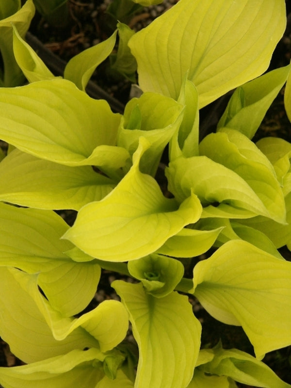 Image of Hosta ventricosa 'Spring Gold'|Juniper Level Botanic Gdn, NC|JLBG