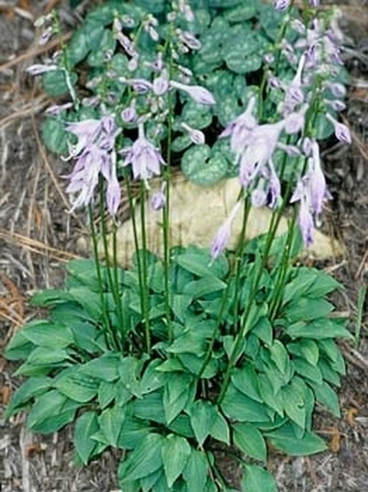 Image of Hosta venusta 'Japan Girl'|Juniper Level Botanic Gdn, NC|JLBG