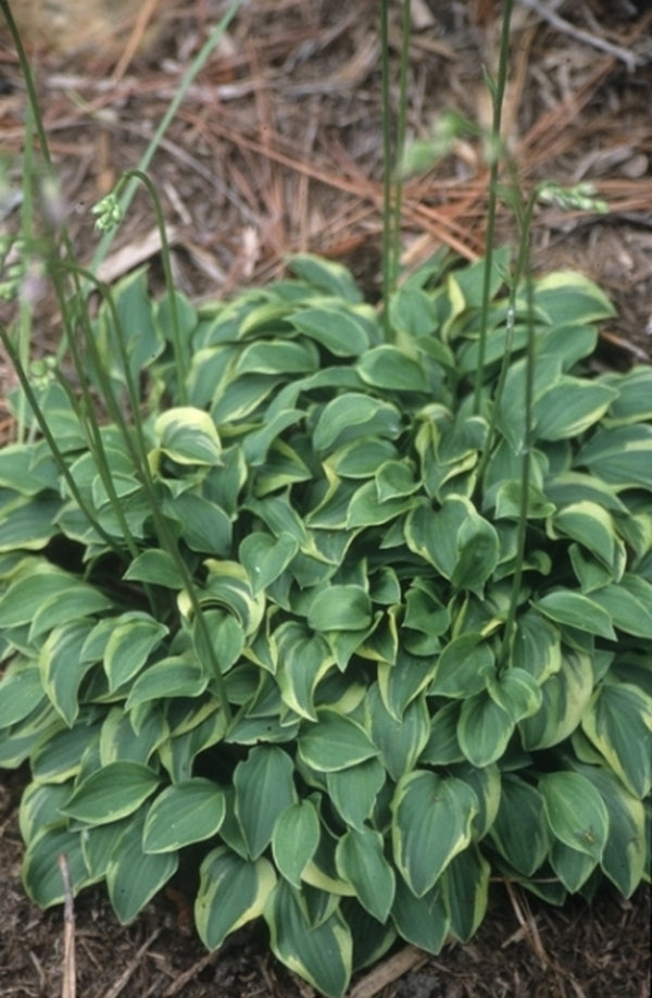 Image of Hosta venusta 'Kinbotan'|Juniper Level Botanic Gdn, NC|JLBG