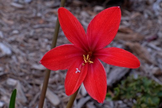Image of Howardara 'Little Princess'taken at Juniper Level Botanic Gdn, NC by JLBG