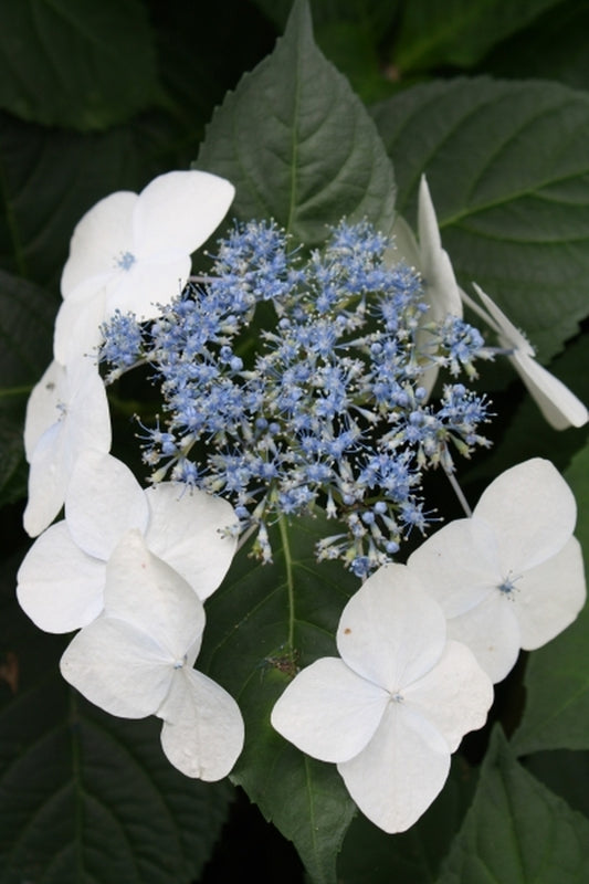 Image of Hydrangea macrophylla f. normalis 'Veitchii'|Juniper Level Botanic Gdn, NC|JLBG