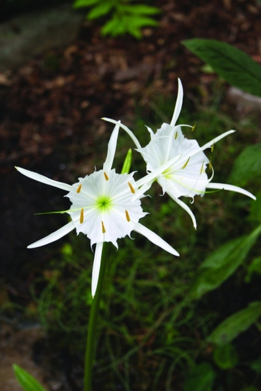 Image of Hymenocallis coronaria Bibb Co. Alabama|Juniper Level Botanic Gdn, NC|JLBG